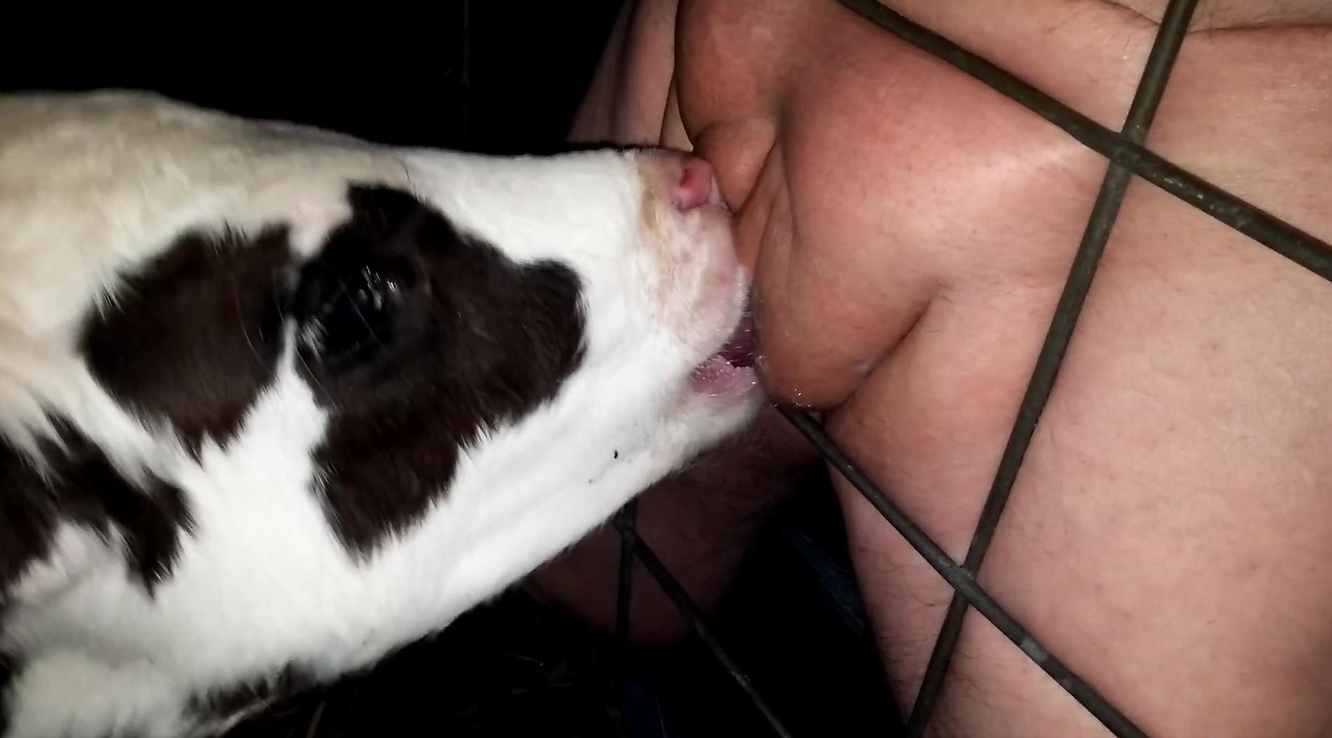 Dude with a tasty-looking cock fucks a cow's face