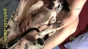 Well-hung chubby guy pounding this Dalmatian's cute tight opening
