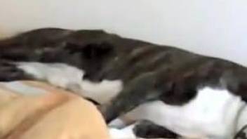 Skinny teen requires dog to penetrate her tender pussy