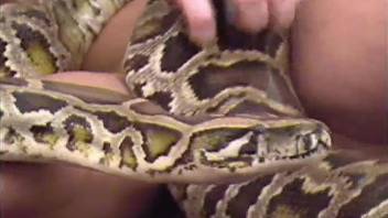 Man and wife in rough zoophilia sex scenes with snakes