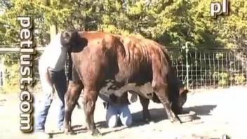Horny bull leaves man to play with its cock in outdoor XXX