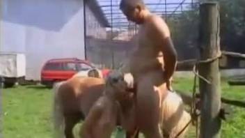 Man and wife sharing the horse cock in outdoor zoo cam scenes