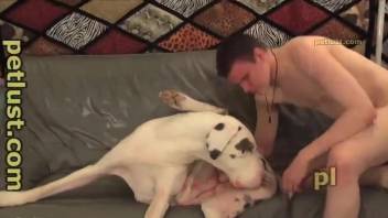 Dalmatian dog enjoying guy's meaty cock on cam
