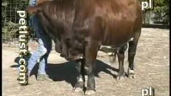 Open-air bull erotica for a guy obsessed with its massive dick