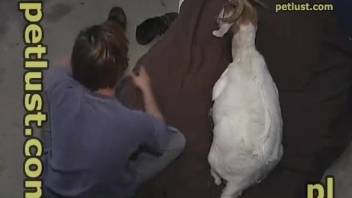 Amazing home porn with a goat for a lonely zoo porn lover