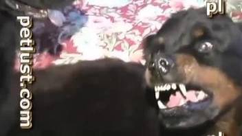 Black dog cannot stop fucking a chubby dude's asshole