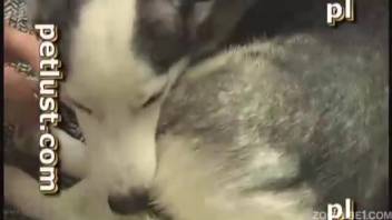 Gorgeous canine relishing this man's enormous dick in front of the camera