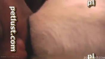 Bare man thrusts into a goat till pumping it full of cum