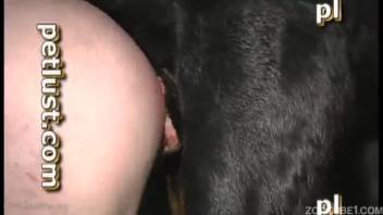 Ebony canine rear-humps owner and ejaculates inside him