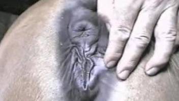 Dude's hard penis penetrating a mare's hot hole