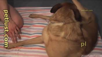 Aroused homosexual guys are employing the canine for intimate activities