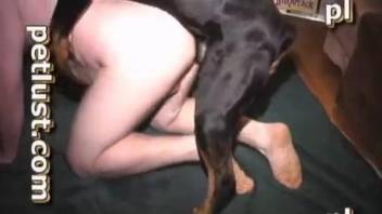 Black dog fucks a chubby guy on all fours, it owns him