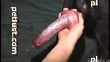Ebony canine bangs a plump dude doggy-style, completely dominating him