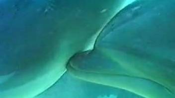 Bestiality video featuring two dolphins fucking underwater