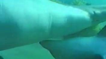 Pornographic video of two dolphins engaging in intercourse underwater