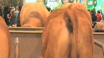 Cow arouses excited guy, making him desire filthy anal intercourse