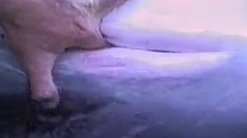 Aroused guy fingers dolphin during perverse outdoor experiment