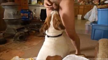 Canine mounts owner following tonguing of his stiff penis on webcam