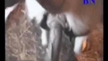 Beautiful naked farmer sticks his wiener in pony's small ass