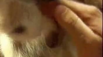 Aroused guy masturbates the canine and savors the semen on his palms