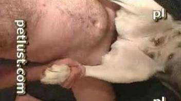 Dead-eyed dog getting fucked by a naked zoophile dude