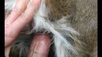 Horny man fucks dog in hard manners until jizzing its fur