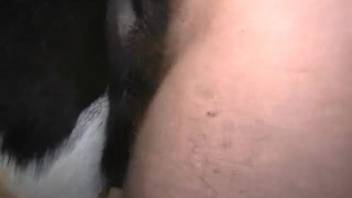 Guy caught on camera deeply pounding a cow's dripping vagina