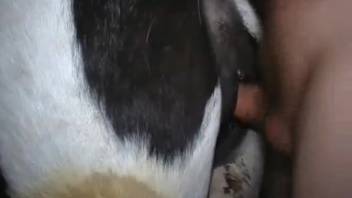Deviant inserts object into pussy of black-and-white bovine