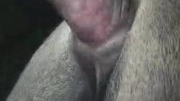Close view of man penetrating the horse in its pussy