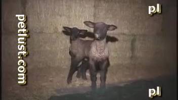 Guy screws goat and pumps its cunt full of hot jizz