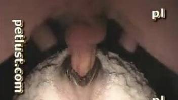 Man fucks goat and fills its pussy with warm sperm