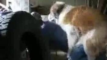 Furry animal humps his master and enjoys a good anal fuck