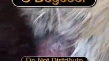 Canines copulating excite aroused guy to feel incredible in erotic webcam session