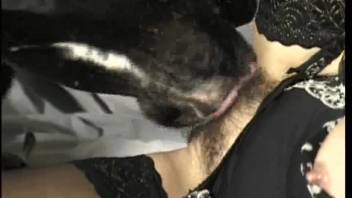Bushy-vag mature woman being brutally pounded by a canine