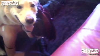 Live bestiality scenes on webcam with a stunning cam model