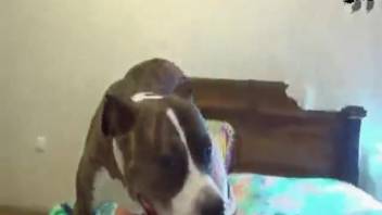 Aroused woman allows the dog to ejaculate inside her vagina after a satisfying screw