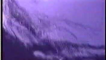 Homemade recording of a pair of dolphins coupling beneath the waves