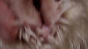 Guy masturbates while observing his canine's tiny pussy becoming moist