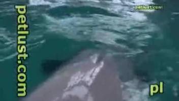 Man toys with dolphin's dick and films the entire event