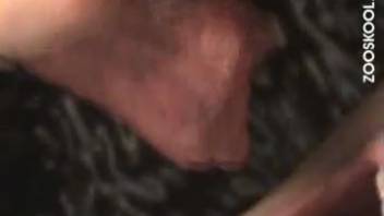 Alluring zoophile vixen delivers an excellent fellatio to a dark canine