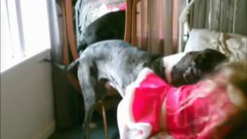 Dalmatian dog screws his defenseless female owner on the bed