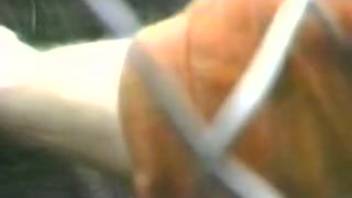 Up-close shot of a man masturbating a horse as he records himself