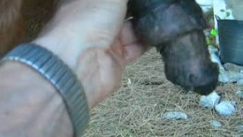 Aroused close-up shot of a massive horse cock primed for action