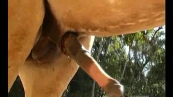 Sensational blonde Latina deepthroats a horse's hot cock