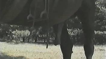 Slutty ass bitch loves to give sloppy blowjob on huge horse dicks