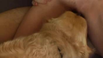 Well-behaved beagle dog with a couple of animal enthusiasts in intense homemade zoophilia