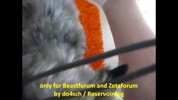 Aroused guy lets the dog mount him and tongue his penis several times