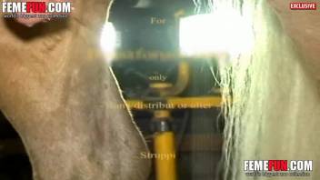Girl gets screwed by horse XXX