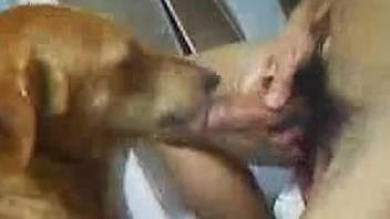 Man jerks off and enjoys the dog licking his dick and balls