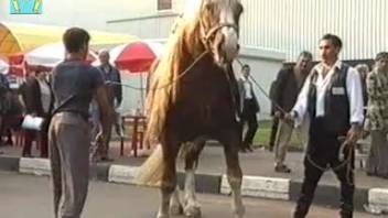 Equine exhibition arouses passionate bestiality enthusiast's desires